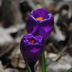 A new lens enhanced the quality of my photos for way less than the price of a new camera.